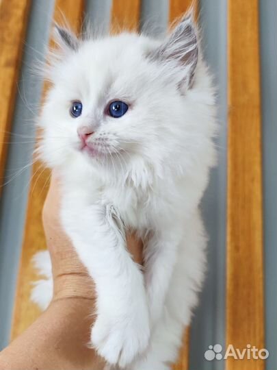 Рэгдолл девочка