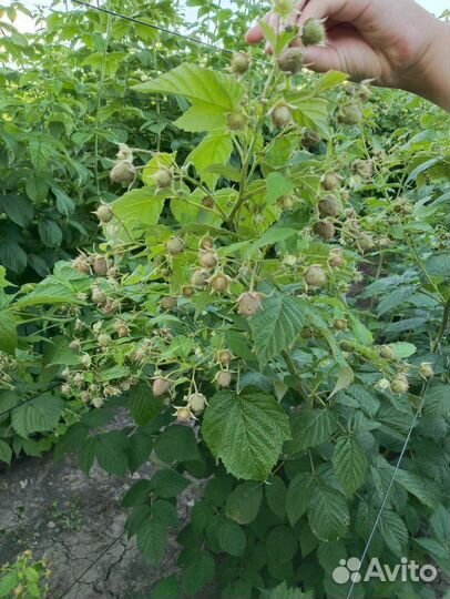 Саженцы ремонтантной малины Химбо топ