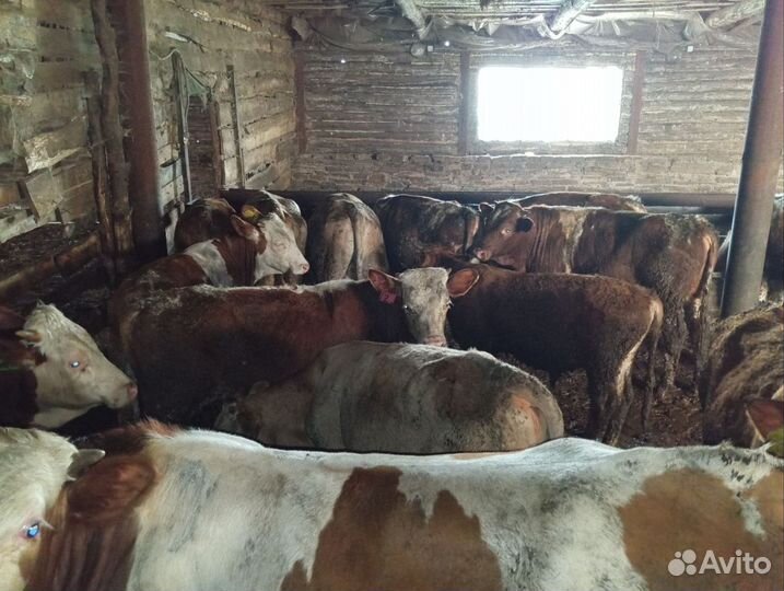 Телята бычки сементалы