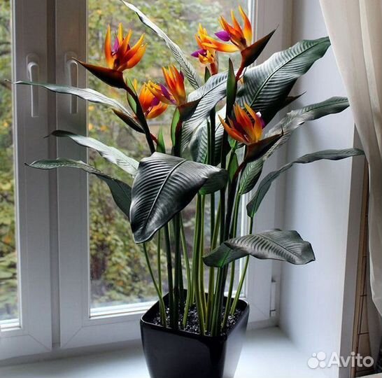 Стрелиция / растения для офиса