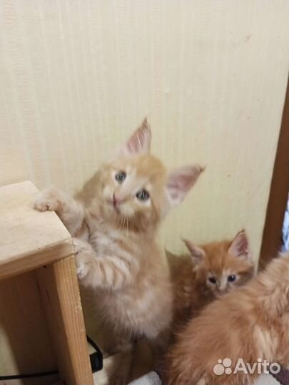 Кошки мейн-кун