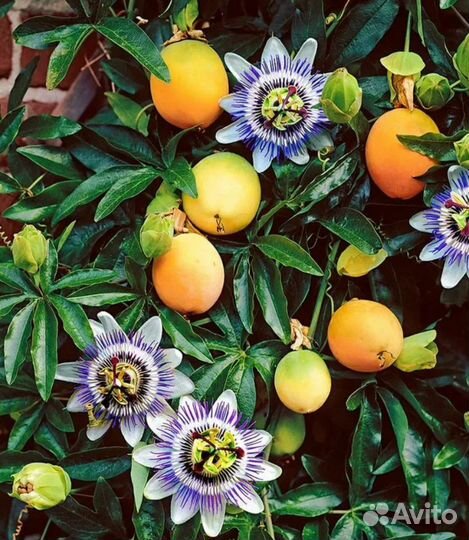 Гранадилла семена и саженцы