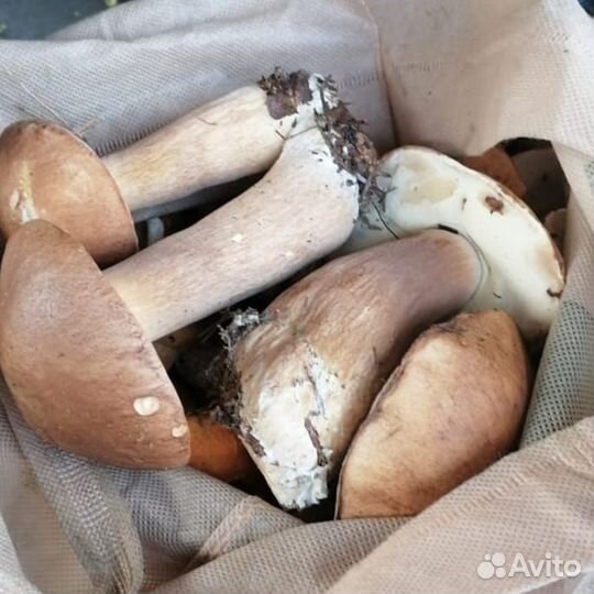 Белые грибы свежие-мороженные, сушеные