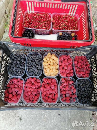 Черная малина кумберленд саженцы