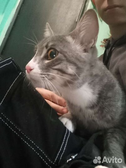 Кошки