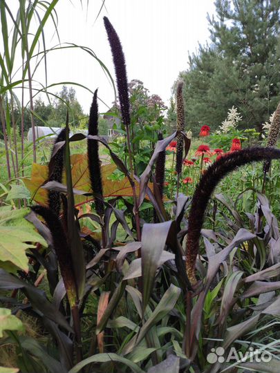 Свои семена. Томаты, перец, декоративные злаки