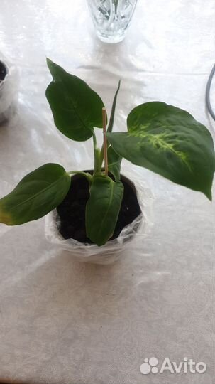 Замиокулькас