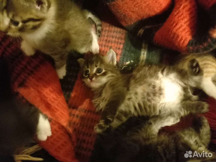 Отдам в добрые руки котят. Возраст 1 месяц