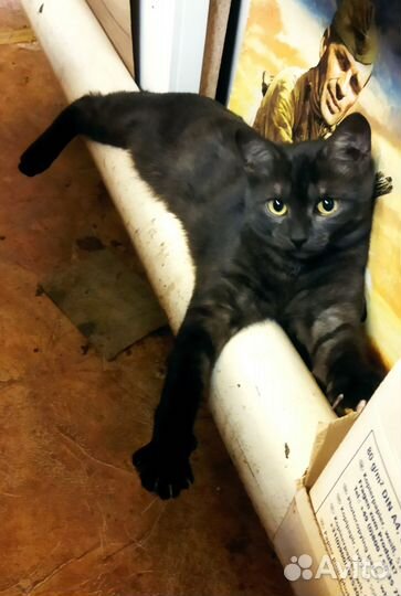 Отдаю котят