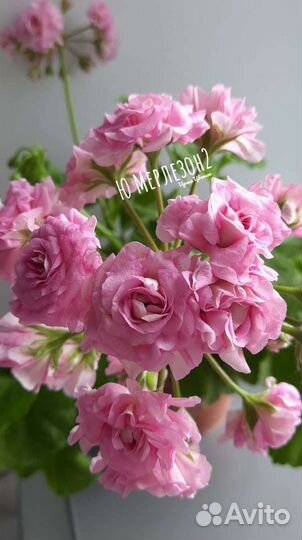 Сортовые пеларгонии Леона Галактика, Ю Мерлезон 2