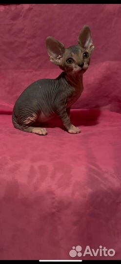 Девочки канадские