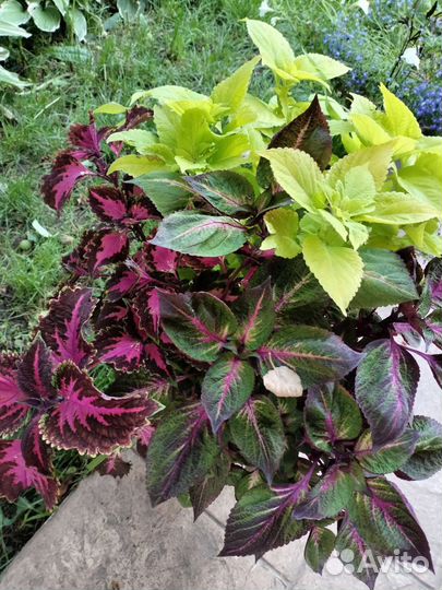 Колеусы вегетативные черенки