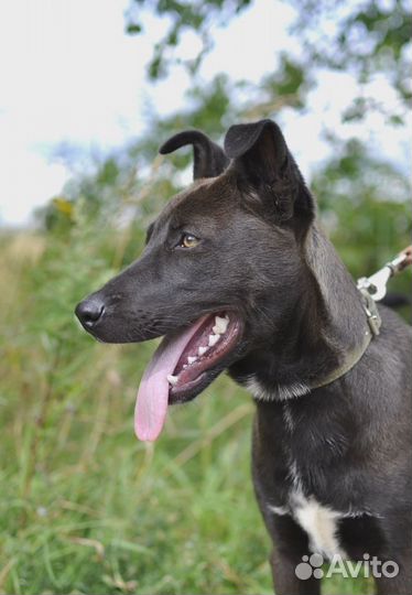 Бруно ищет дом