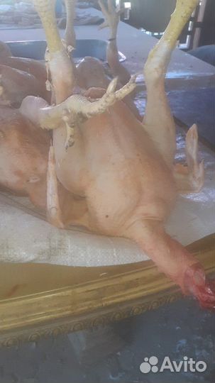 Муларды утки гуси куры бролеры живьем и на забой