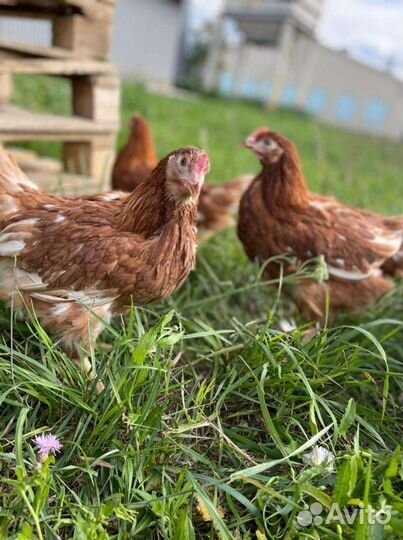 Куры Несушки Молодки