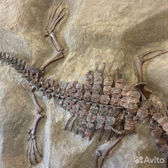 Окаменелость ископаемый скелет аллигатора