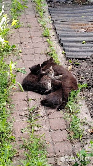Кошки в добрые руки