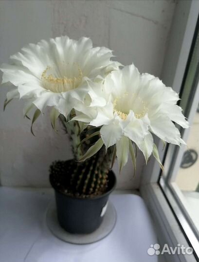 Кактус Эхинопсис трубкоцветковый