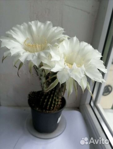 Кактус Эхинопсис трубкоцветковый