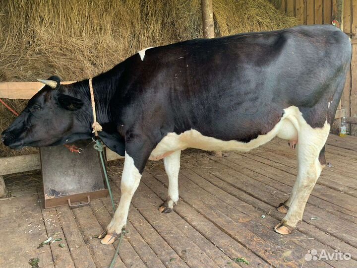Коровы дойные молочные