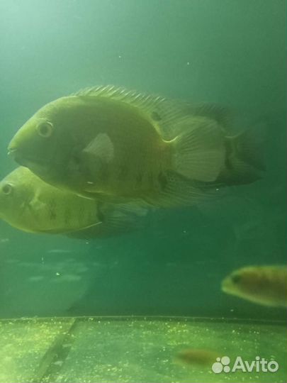 Живая рыба