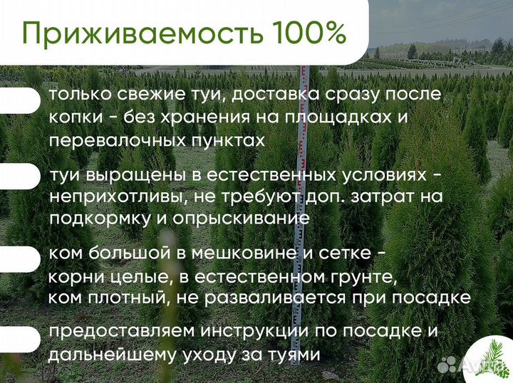 Туя Смарагд 100-120см