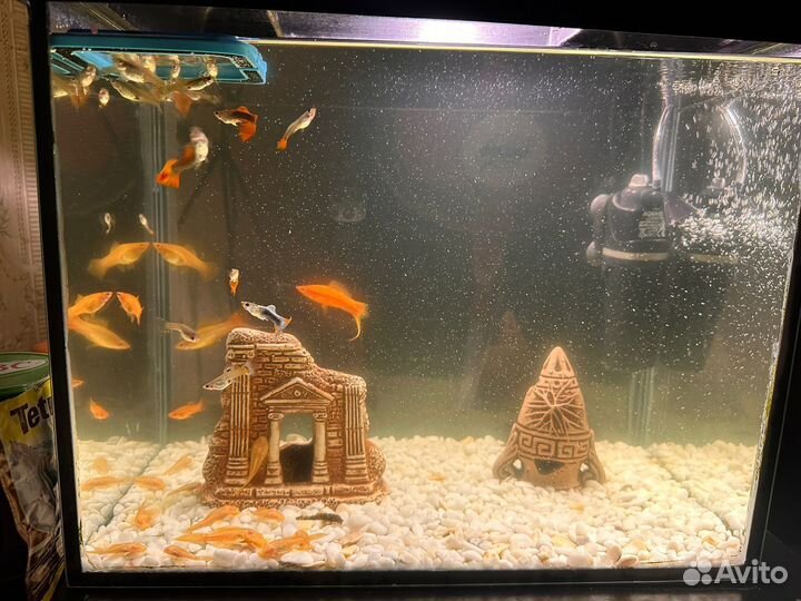 Аквариум