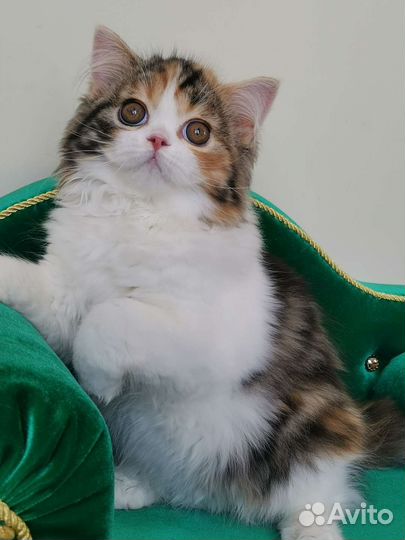 Яркая красавица Галатея