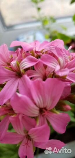 Пеларгония герань