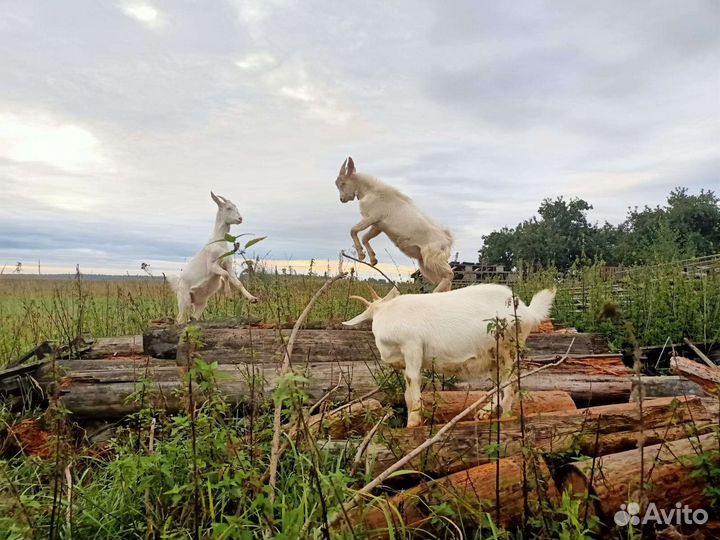 Молоко козье