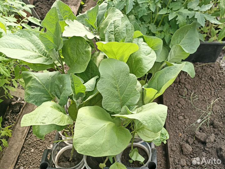 Рассада баклажан, капуста
