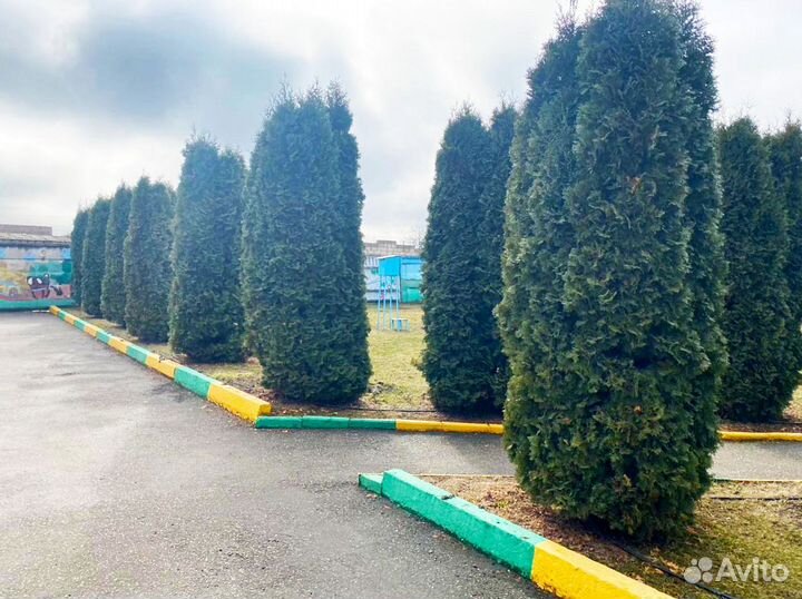 Высокая туя на участок Колумна