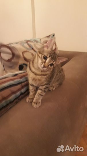 Отдам бесплатно котёнка-девочку