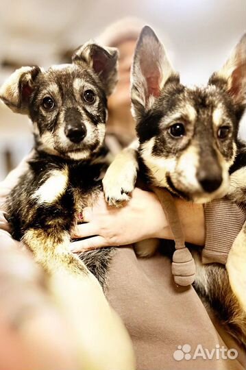 Щенки девочки