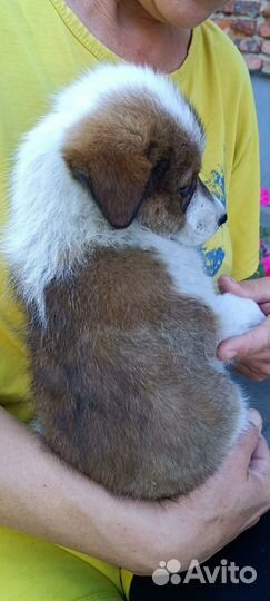 Девочка в добрые руки