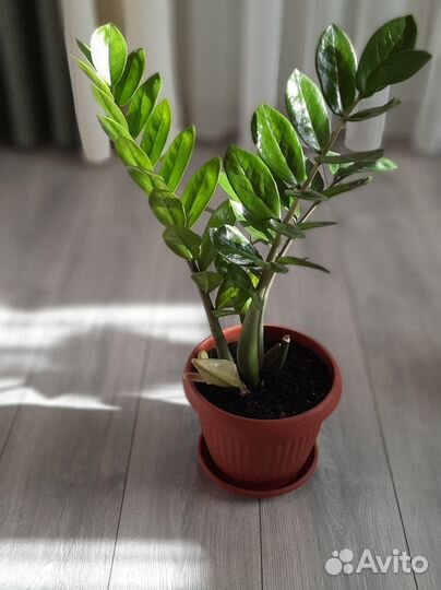 Замиокулькас