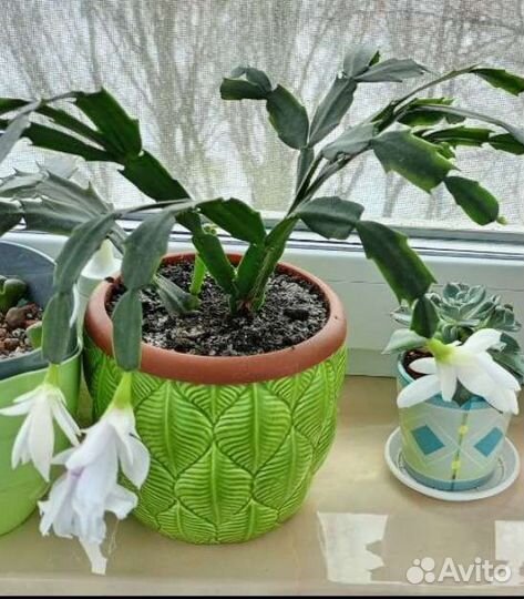 Декабристы, разных цветов