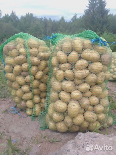 Картофель