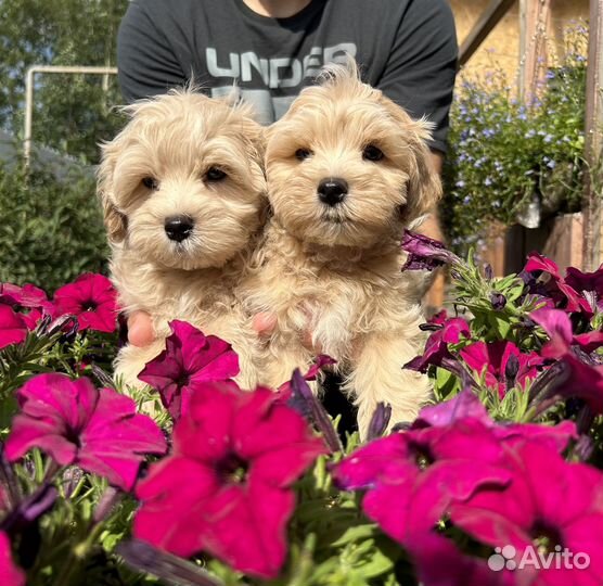 Щенки мальтипу f1 мини