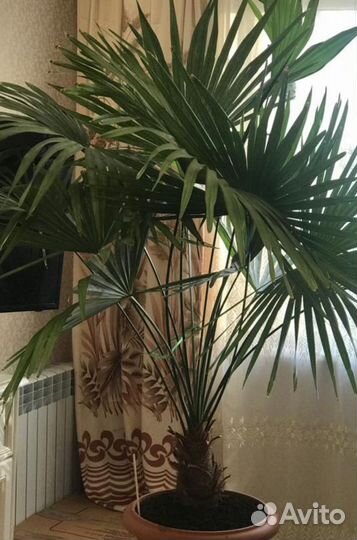 Пальма вашингтония