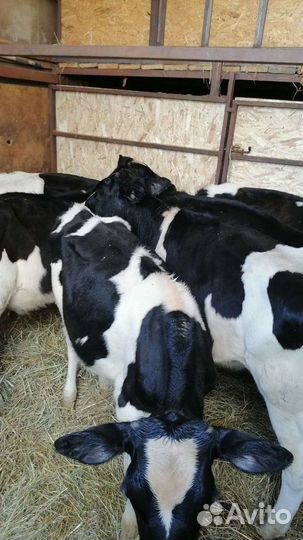 Бычки на откорм