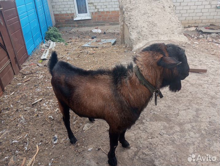 Козел чехо-нуб 3года