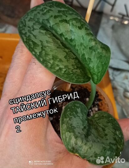 Эпипренумы Silver Splash, Golden Leaf