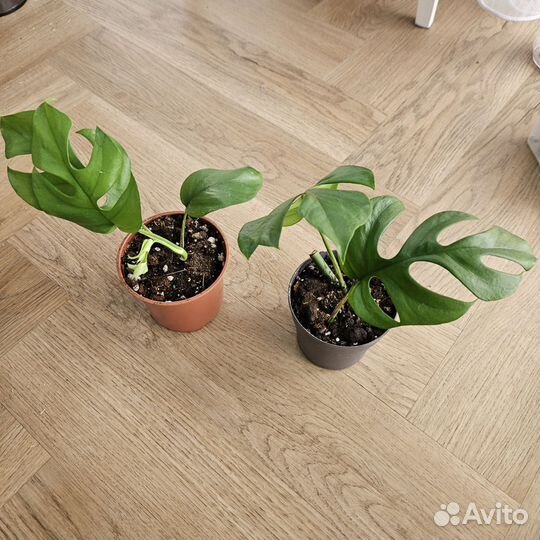 Рафидофора тетрасперма, минима монстера адонсона