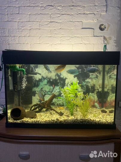 Аквариум