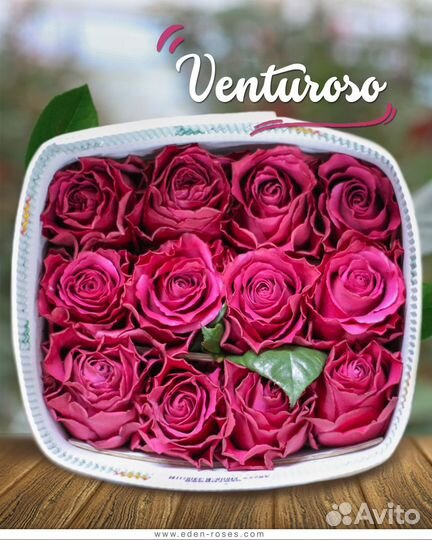 Цветы оптом из эквадора, кении, голландии