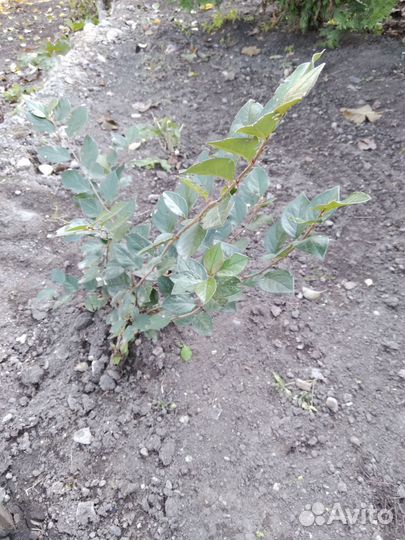 Реализация саженцев кизильника блестящего