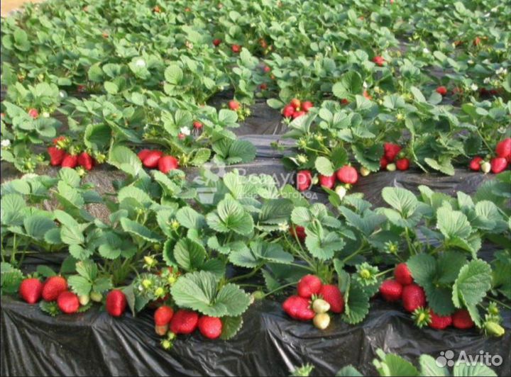 Рассада клубники Гигантелла окс