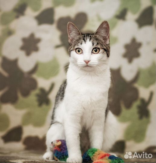 Кошечка Зося