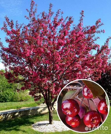 Яблони декоративные Роялти и Малиновка